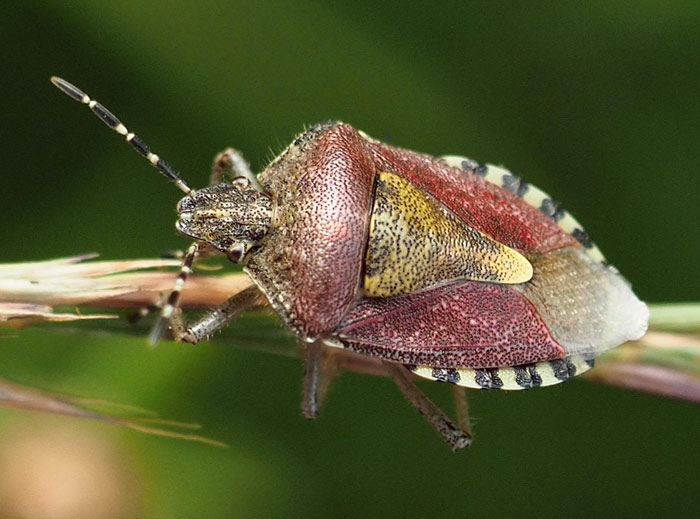 Beerenwanze, Dolycoris baccarum